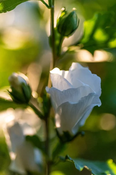 Beautiful White Hibiscus Flowers Garden Sunny Day — Stock Photo, Image