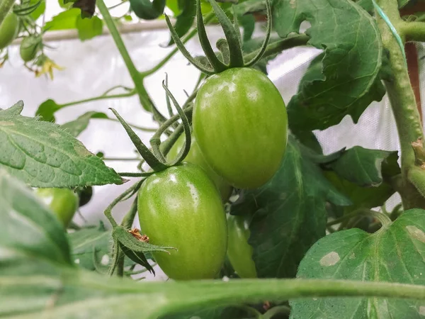 Primer Plano Los Tomates Verdes Rama —  Fotos de Stock