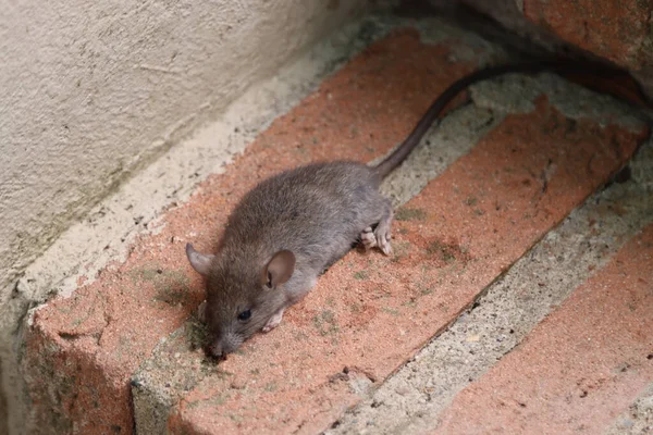 A small vole rodent lying on a step