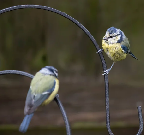 Closeup Shot Eurasian Blue Tit Birds Bench — Φωτογραφία Αρχείου