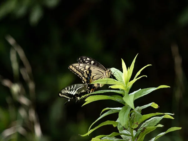 Malowniczy Widok Chińskiego Żółtego Połykacza Motyle Usiadły Roślinie Jokohamie Japonia — Zdjęcie stockowe