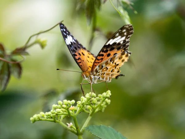 Gros Plan Papillon Fritillaire Indien Nourrissant Fleurs Vigne Tueuses Buissons — Photo