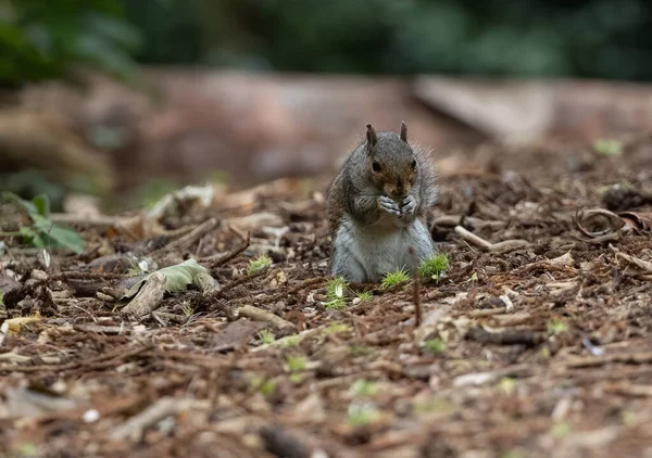 Closeup Shot Adorable Squirrel Forest Floor — Stock Photo, Image