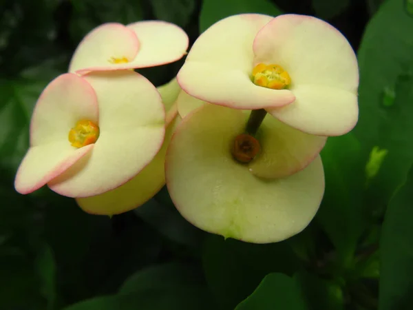 Closeup Colorful Flowers Blurred Background — Stock Photo, Image