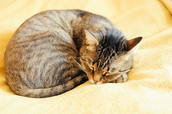 Closeup Gray Tabby Cat Sleeping Yellow Blanket — Stock Photo, Image