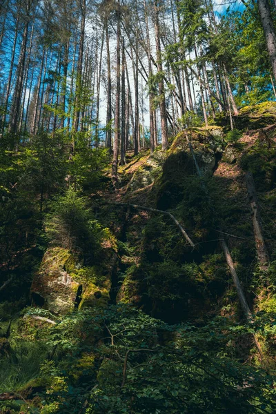 Bosque Bajo Cielo — Foto de Stock