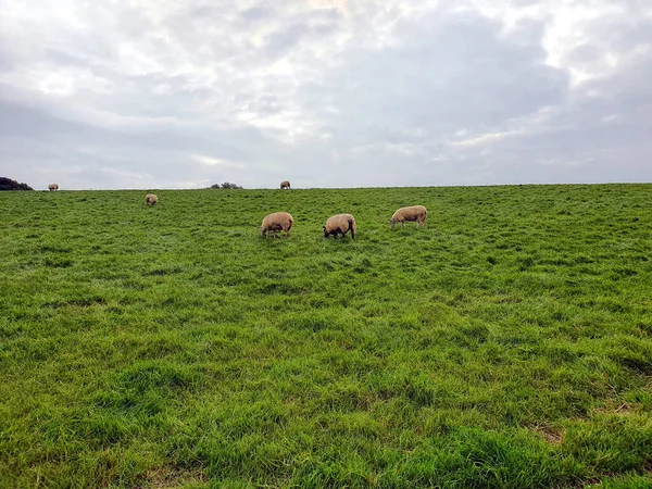 Вівці Пасуться Зеленому Полі Похмурий День — стокове фото