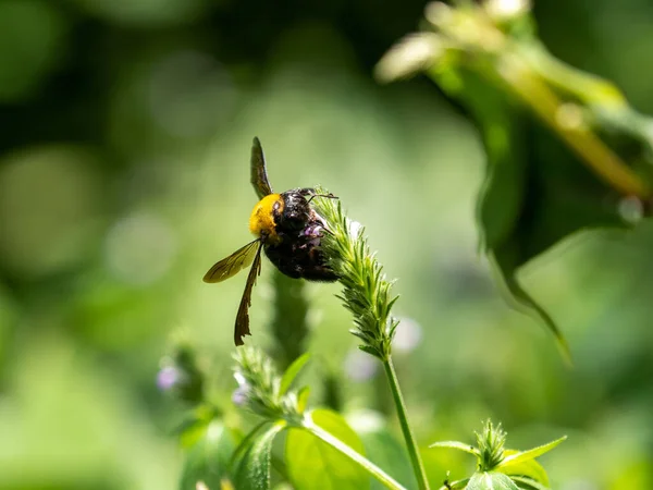 Festői Kilátás Egy Japán Ács Méh Ült Egy Virágzó Növény — Stock Fotó