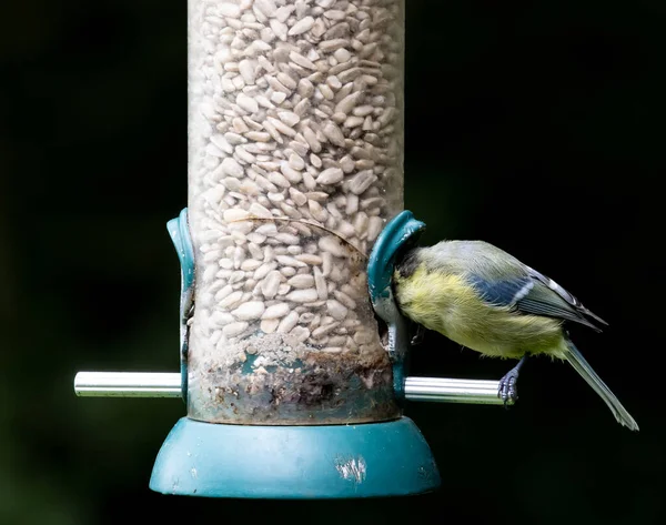 Closeup Shot Eurasian Blue Tit Bird Feeder Seeds — Stockfoto