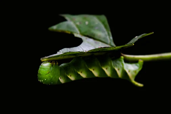 Esta Oruga Fue Encontrada Parque Nacional Kaeng Krachan Tailandia Comiendo —  Fotos de Stock