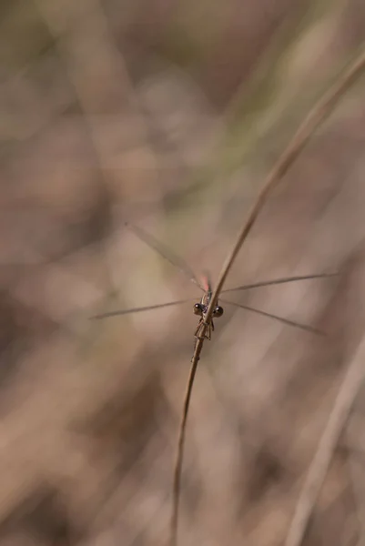 Gros Plan Insecte Sur Une Branche — Photo