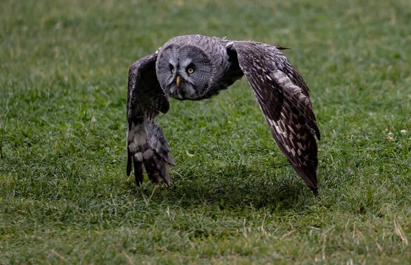 Stor Grå Uggla Flyger Över Äng — Stockfoto