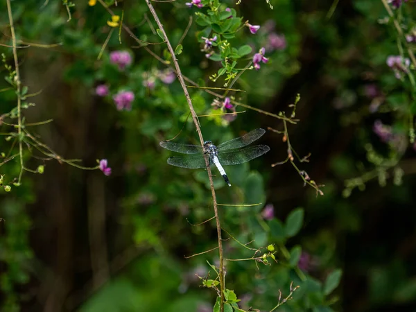 Een Schilderachtig Uitzicht Van Een Witstaartskimmer Libelle Hoog Een Tak — Stockfoto