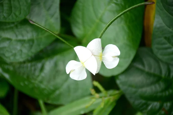 Zbliżenie Ujęcie Cowpea Puls Biały Kwiat Dorastający Nad Szerokimi Liśćmi — Zdjęcie stockowe