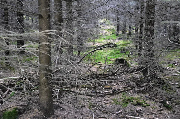 오레산맥의 가문비나무 독일의 삼림에서 나무껍질 딱정벌레의 — 스톡 사진