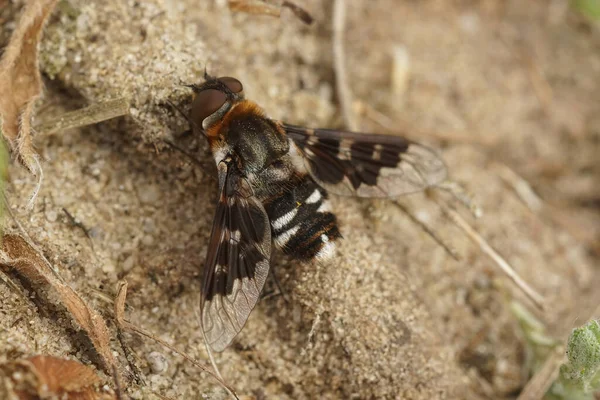 栖息在俗艳而罕见的斑斑斑斑点点的蜜蜂苍蝇上的木乃伊 坐在地上 — 图库照片