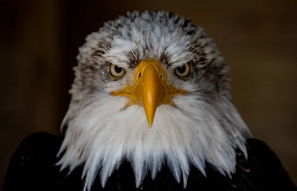 Gros Plan Une Belle Tête Aigle Chauve — Photo