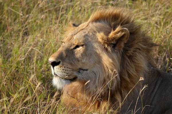Lew Wietrze Zdjęcie Zostało Zrobione Parku Serengeti Tanzanii — Zdjęcie stockowe