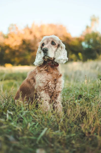 Vertikal Närbild Cocker Spaniel Sitter Gräset — Stockfoto