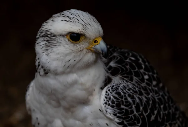 Een Close Shot Van Een Witte Echte Adelaar Hoofd — Stockfoto