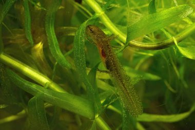 Closeup on an aquatic larval Carpathian newt, Lissotriton montandoni, hiding in Elodea densa clipart