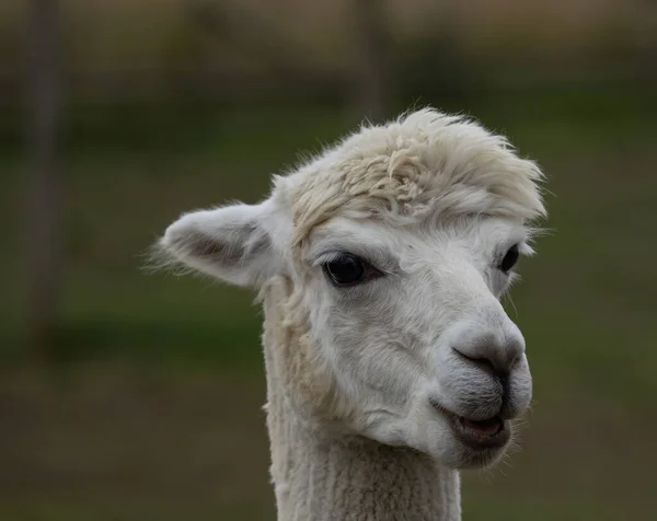 Tiro Perto Uma Cabeça Alpaca Branca — Fotografia de Stock