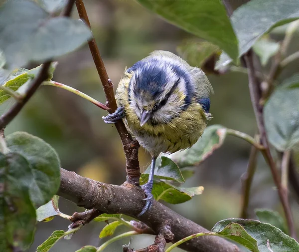 Closeup Shot Eurasian Blue Tit Bird Branch — Zdjęcie stockowe