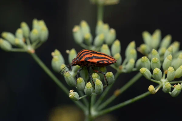 Tiro Seletivo Foco Graphosoma Lineatum Empoleirado Uma Planta — Fotografia de Stock