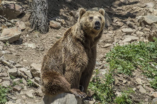 Foco Selectivo Oso Pardo Adulto Sentado Tronco Naturaleza — Foto de Stock