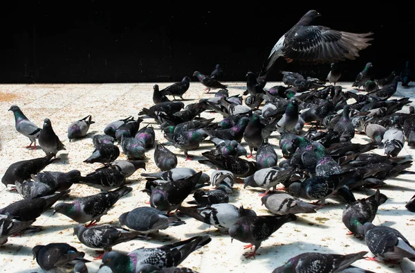 鳩の群れの群れが撃たれた — ストック写真
