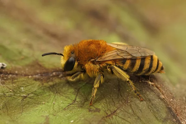 Nahaufnahme Auf Einem Haarigen Weibchen Der Bargesattelten Colletes Similis Biene — Stockfoto