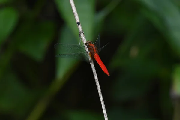 Capturé Son Dos Perché Sur Une Brindille Diagonale Écumeur Face — Photo