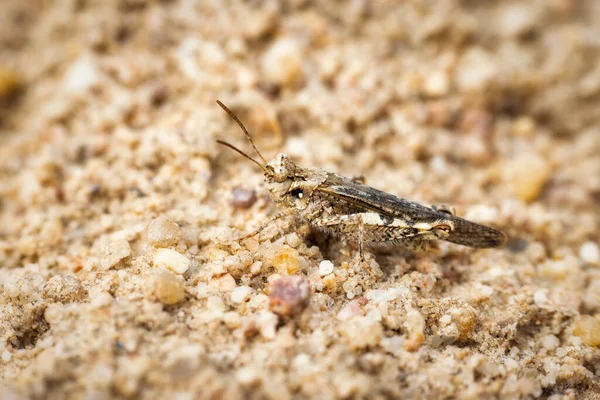 Een Macro Van Een Bruine Sprinkhaan Zandgrond — Stockfoto