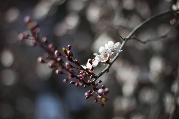 Eine Nahaufnahme Weißer Kirschblüten Auf Einem Ast Vor Einem Bokeh — Stockfoto