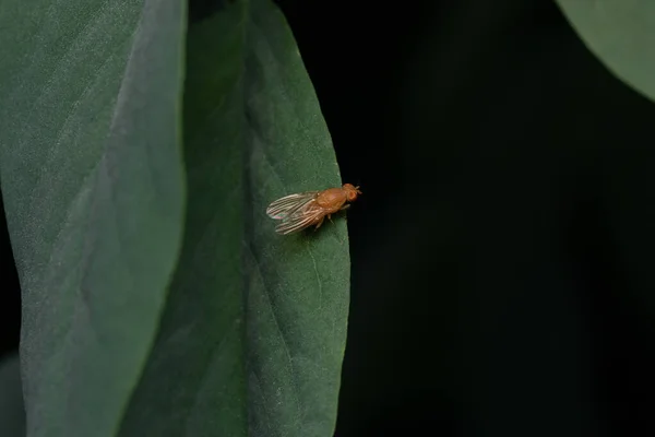 Närbild Fluga Gröna Löv — Stockfoto