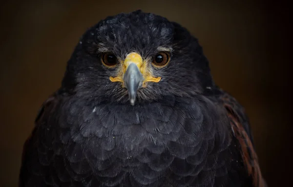 黒鷲の頭のクローズアップ — ストック写真