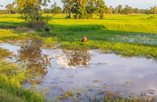 Tajski Bawół Wodny Krajobrazie Izaana Gdzieś Prowincji Sisaket Tajlandia Południowo — Zdjęcie stockowe
