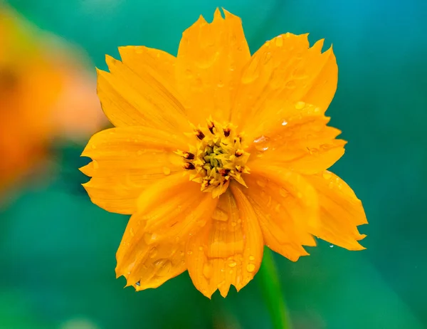 Zbliżenie Ujęcie Żółtego Cosmos Kwiatu Pokrytego Kroplami Deszczu Rozmytym Tle — Zdjęcie stockowe