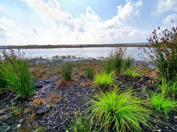 Swamp Area Field Cloudy Sky — Stock Photo, Image