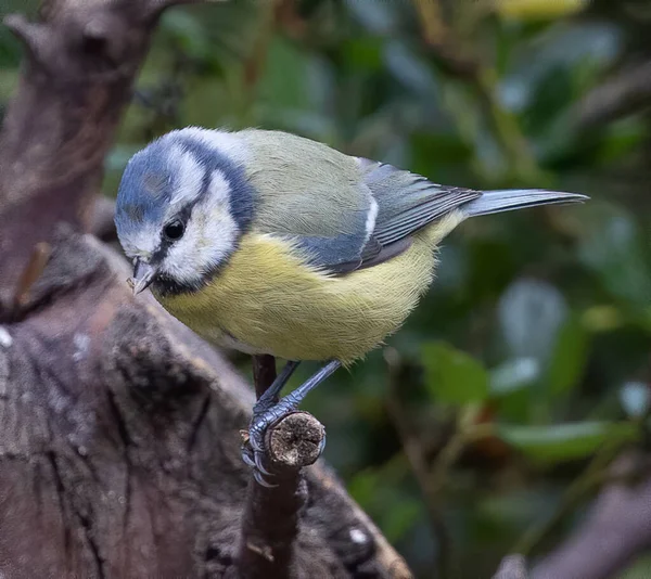 Closeup Shot Eurasian Blue Tit Bird Branch — Stock Photo, Image