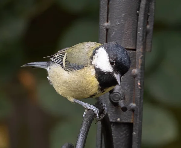 Closeup Shot Eurasian Blue Tit Bird Metal Pole — Stockfoto