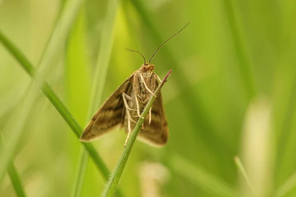 Frontal Closeup Του Small Yellow Underwing Panemeria Tenebrata Ένα Πράσινο — Φωτογραφία Αρχείου