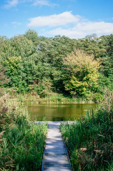 Vertikal Bild Den Vackra Sommarparken Med Grön Vegetation Och Floden — Stockfoto