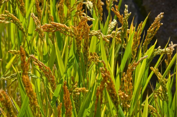 Rizs Virul Nap Fényében Félvízi Növényt Többi Szemtől Eltérően Termesztik — Stock Fotó