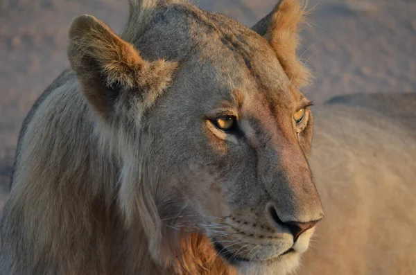 León Observando Amanecer Tanzania Foto Fue Tomada Parque Serengeti — Foto de Stock