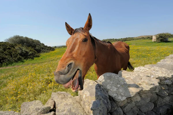 Tiro Close Cavalo Marrom — Fotografia de Stock