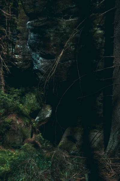 Skogen Med Mörk Bakgrund — Stockfoto