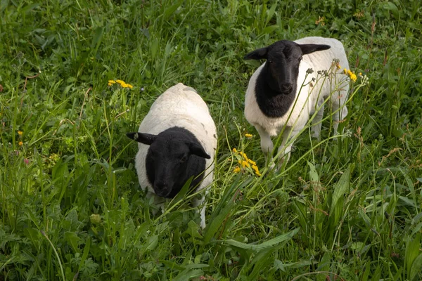 Дві Чорні Голови Дорпер Вівці Траві — стокове фото