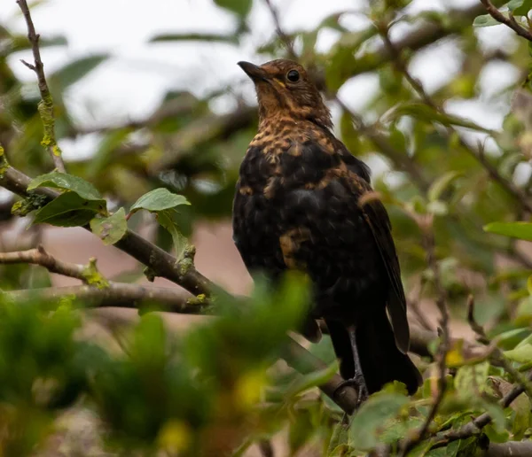 Gros Plan Véritable Oiseau Muguet Sur Une Branche — Photo