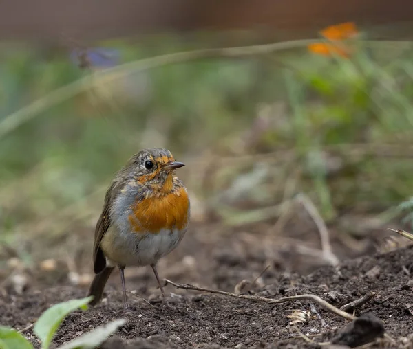 Primo Piano Uccello Pettirosso Pavimento Foresta — Foto Stock